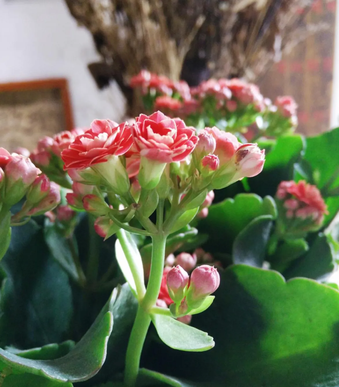Flammendes Käthchen - Kalanchoe blossfeldiana