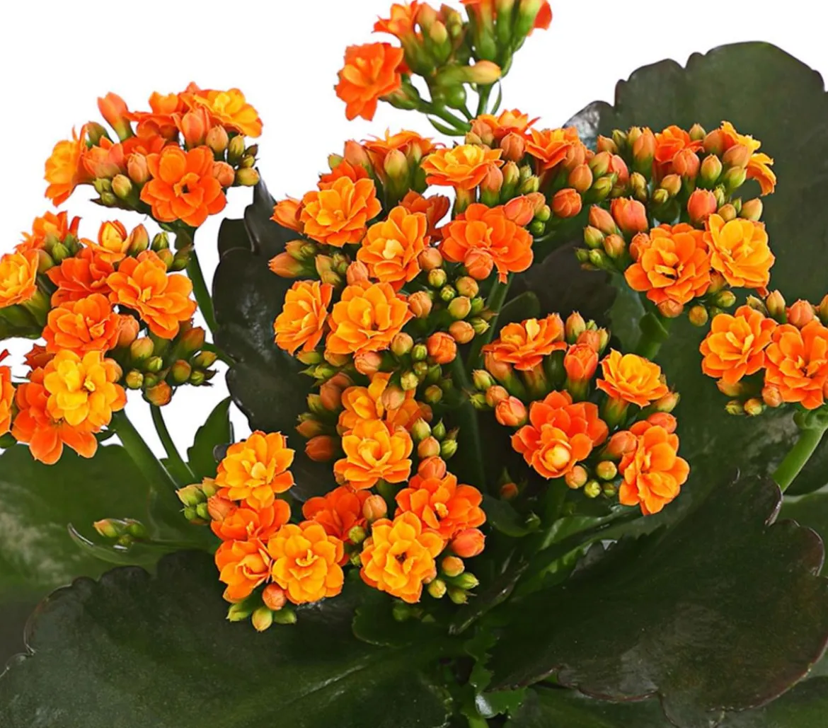 Flammendes Käthchen - Kalanchoe blossfeldiana