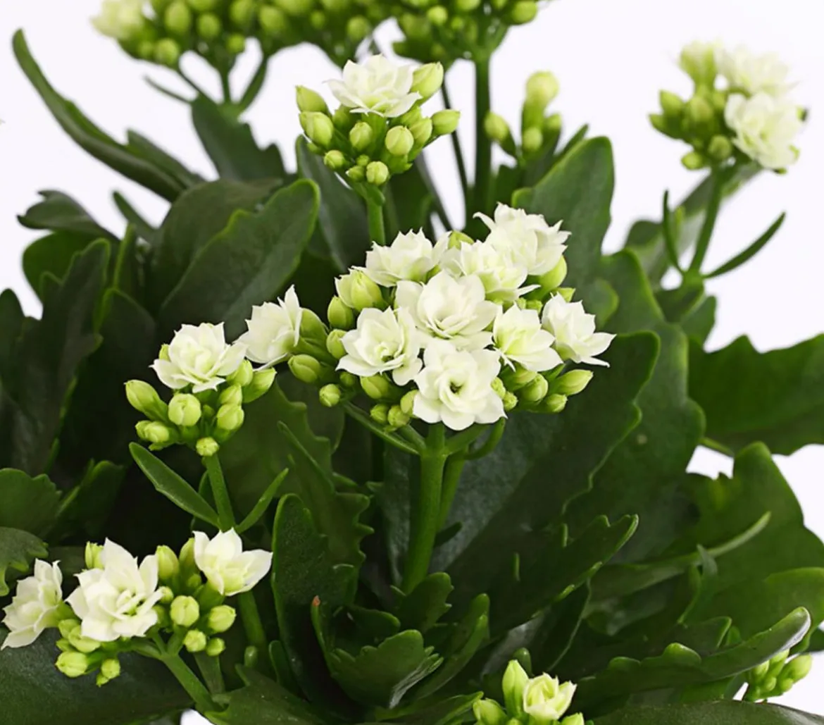 Flammendes Käthchen - Kalanchoe blossfeldiana