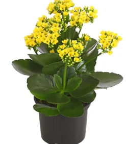 Flammendes Käthchen - Kalanchoe blossfeldiana