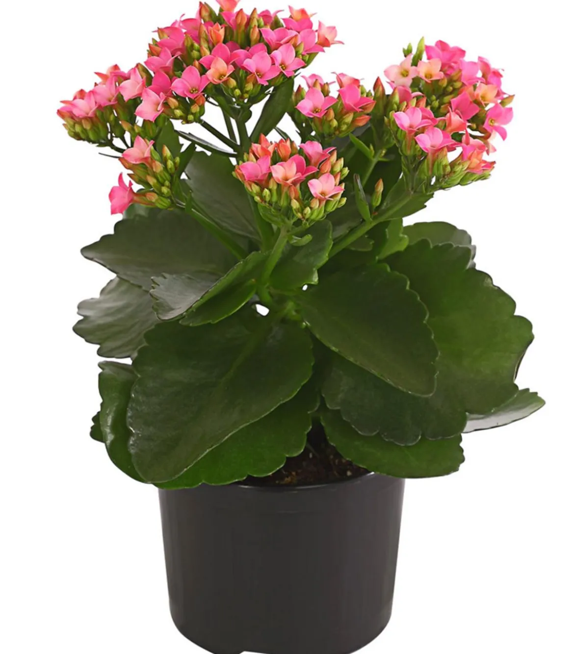 Flammendes Käthchen - Kalanchoe blossfeldiana