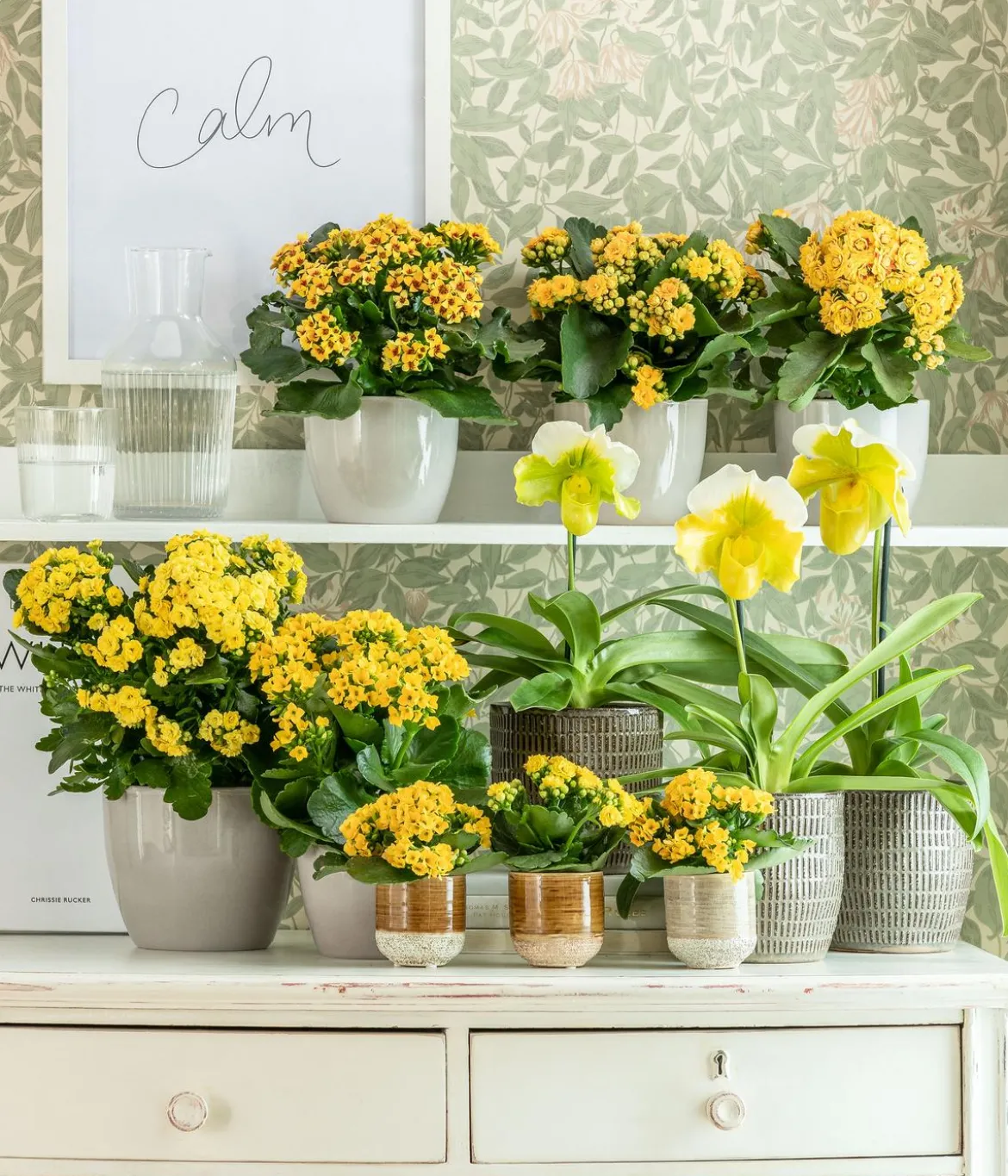 Flammendes Käthchen - Kalanchoe blossfeldiana