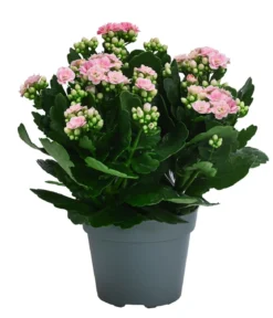 Flammendes Käthchen - Kalanchoe blossfeldiana, gefüllt