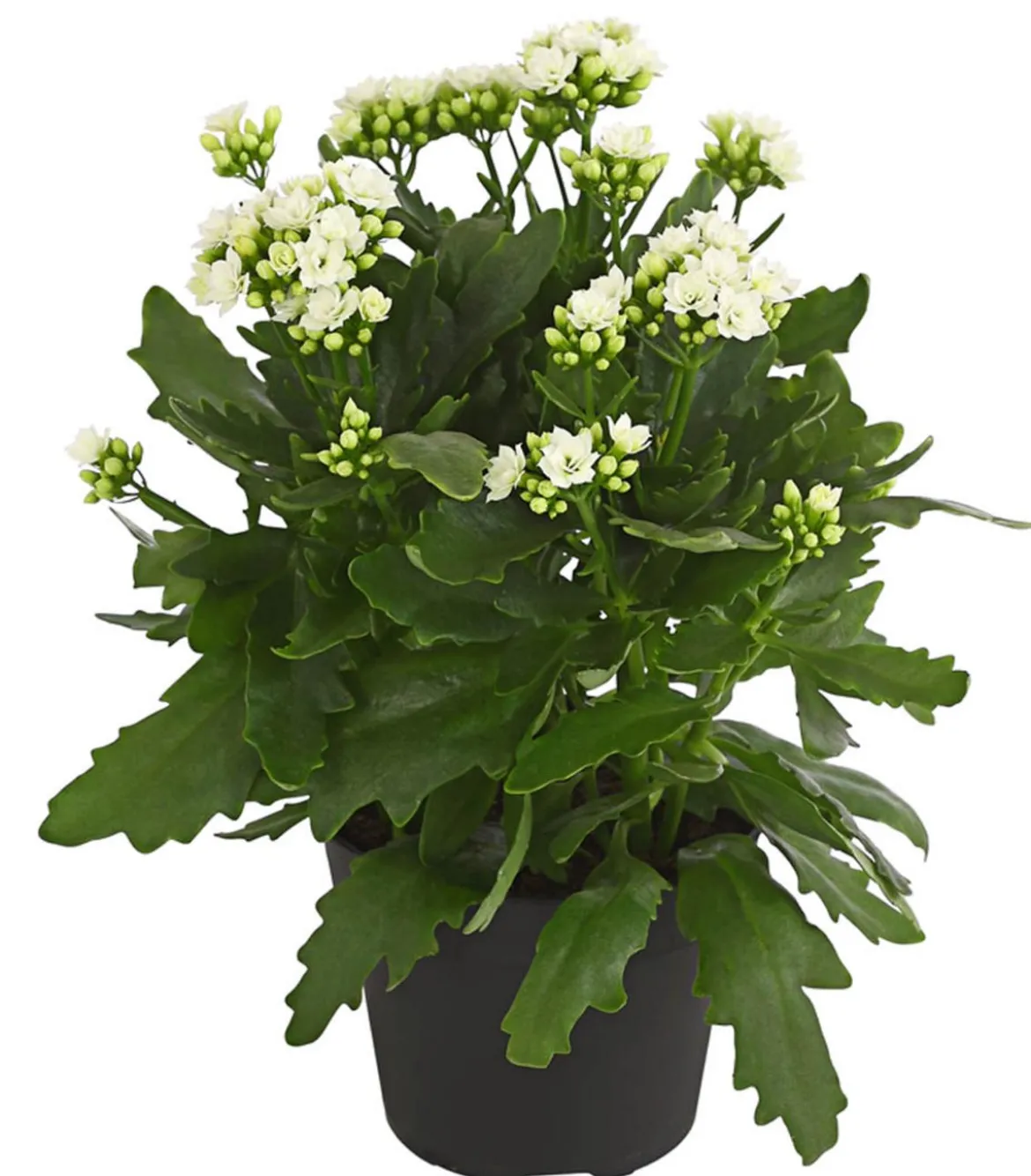 Flammendes Käthchen - Kalanchoe blossfeldiana, gefüllt