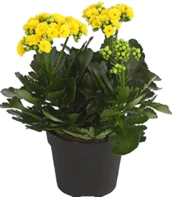 Flammendes Käthchen - Kalanchoe blossfeldiana, gefüllt