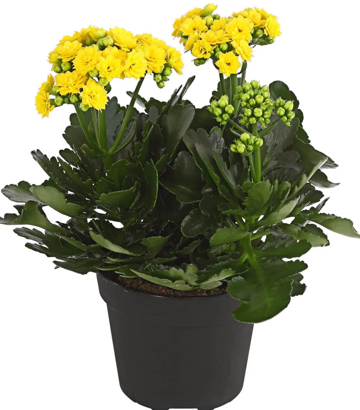 Flammendes Käthchen - Kalanchoe blossfeldiana, gefüllt
