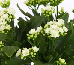 Flammendes Käthchen - Kalanchoe blossfeldiana, gefüllt