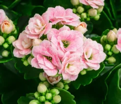 Flammendes Käthchen - Kalanchoe blossfeldiana, gefüllt