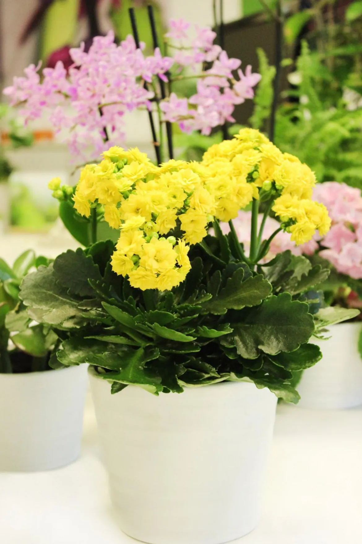 Flammendes Käthchen - Kalanchoe blossfeldiana, gefüllt