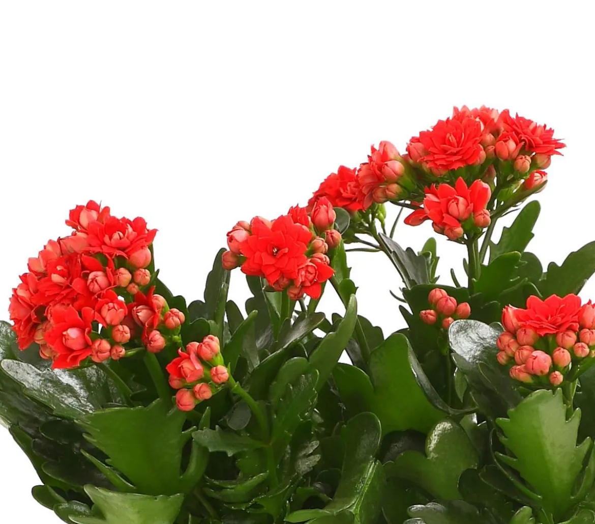 Flammendes Käthchen - Kalanchoe blossfeldiana, gefüllt