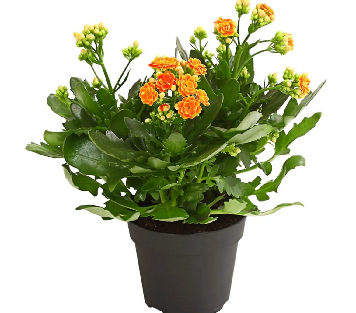 Flammendes Käthchen - Kalanchoe blossfeldiana, gefüllt