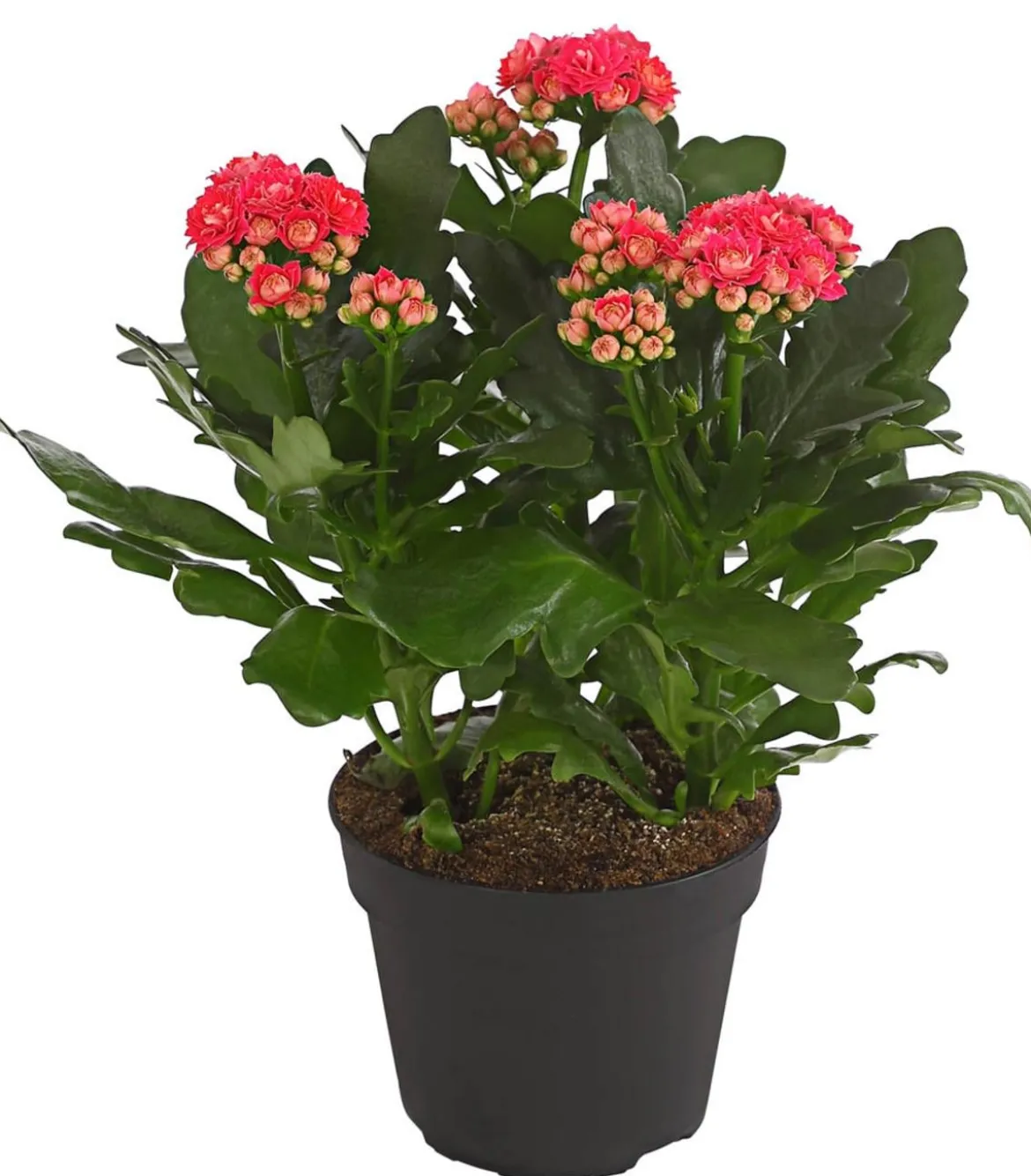 Flammendes Käthchen - Kalanchoe blossfeldiana, gefüllt