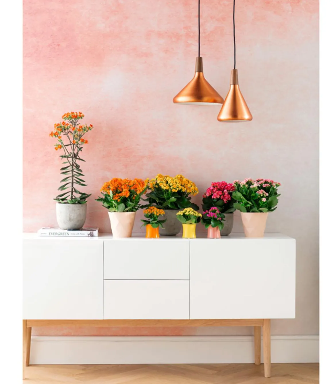 Flammendes Käthchen - Kalanchoe blossfeldiana, gefüllt