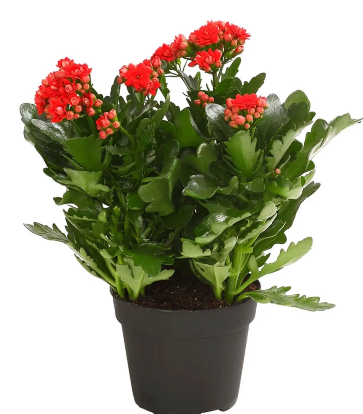 Flammendes Käthchen - Kalanchoe blossfeldiana, gefüllt