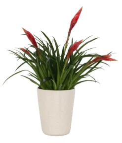 Flammendes Schwert - Vriesea Multiflora 'Astrid', in Keramik