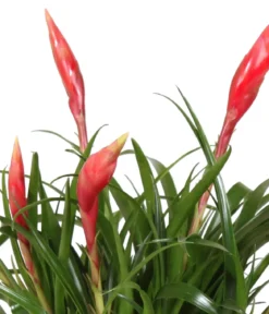 Flammendes Schwert - Vriesea Multiflora 'Astrid', in Keramik