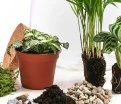 Flaschengarten DIY-Set Mini-Urwald, 8-teilig