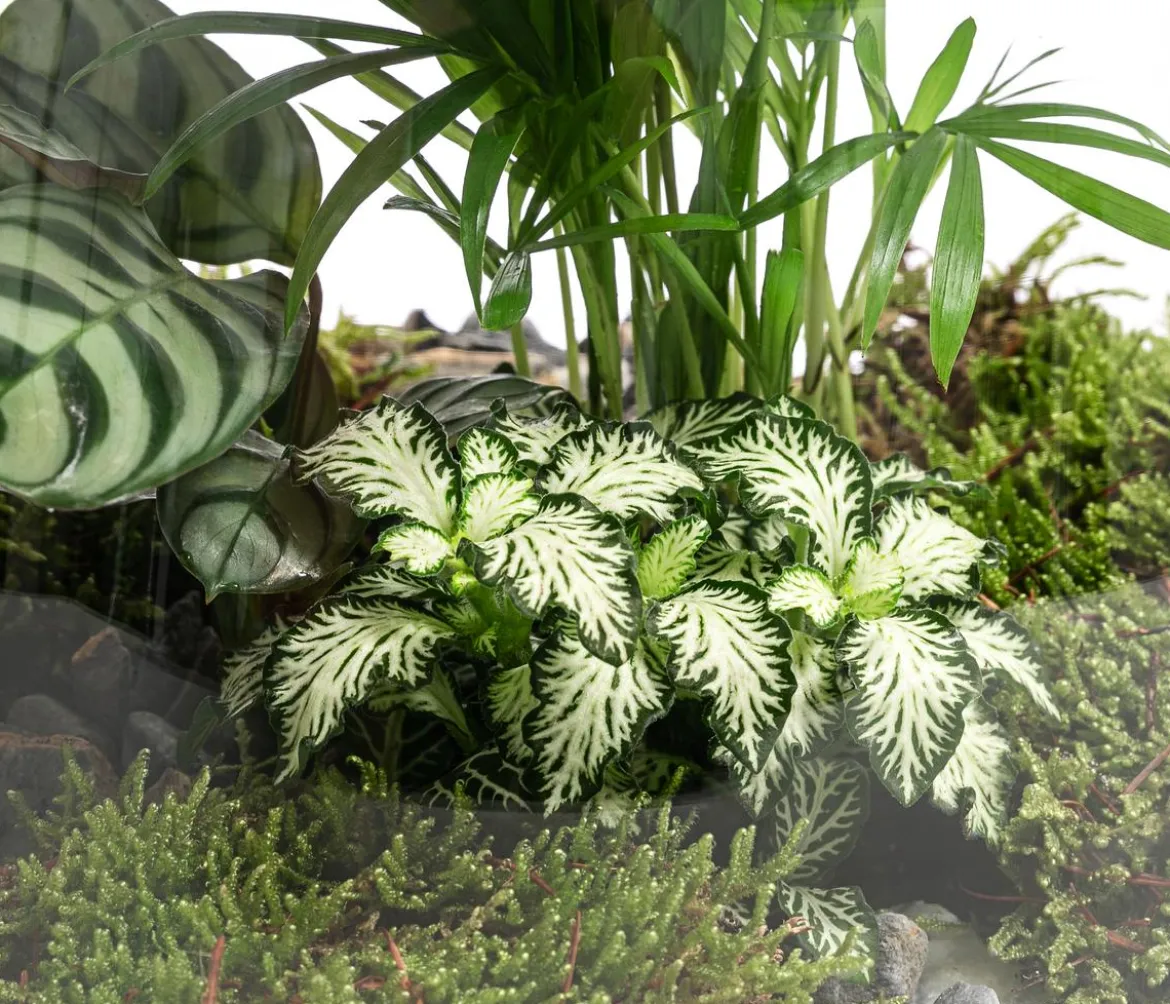 Flaschengarten DIY-Set Mini-Urwald, 8-teilig