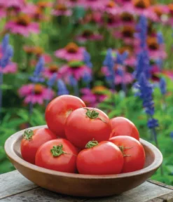 Fleischtomate, rot