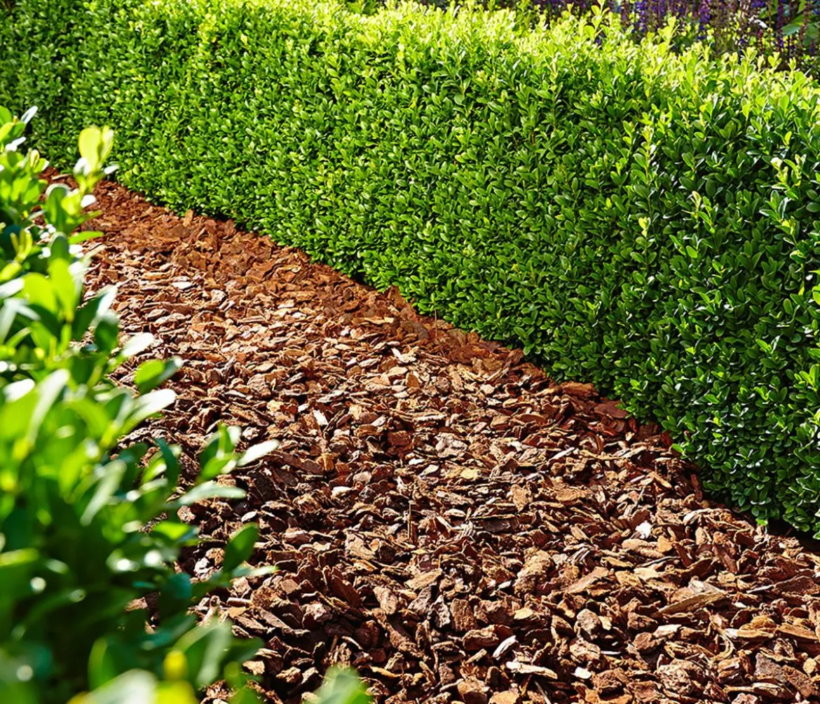 Floragard Pinienrinde 25-40 mm, 2 x 60 l