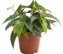 Forellenbegonie - Begonia maculata 'Double Dot'