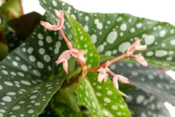Forellenbegonie - Begonia maculata 'Double Dot'