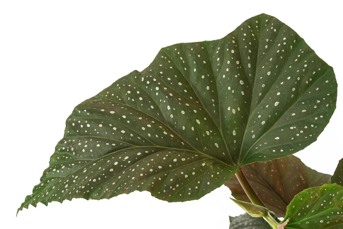 Forellenbegonie - Begonia maculata 'Wings'