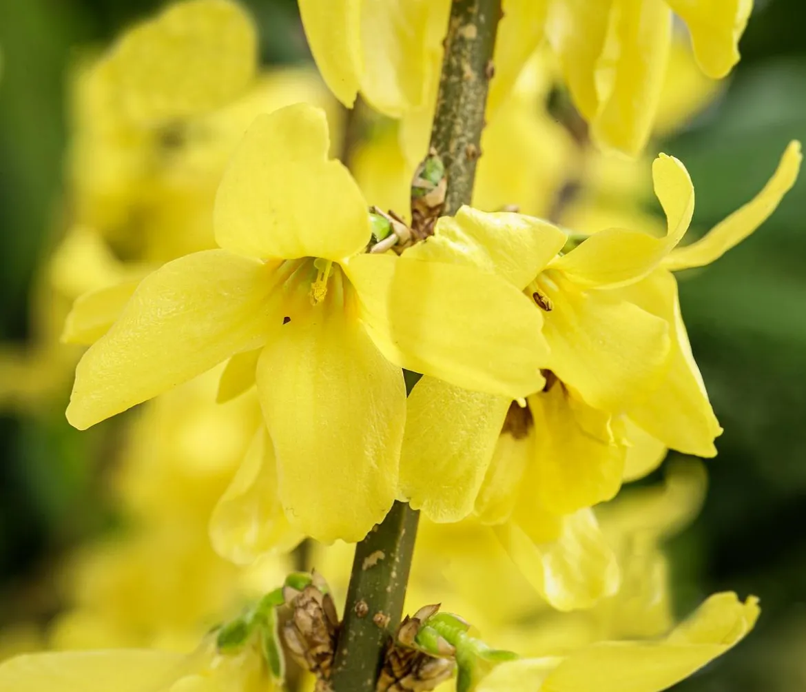 Forsythie 'Minigold'