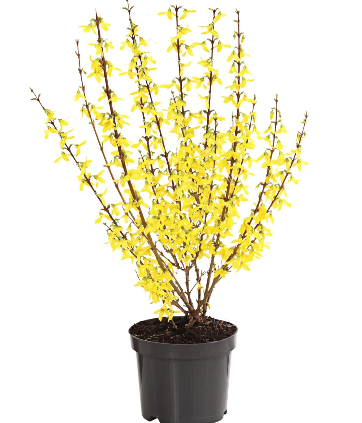 Forsythie 'Minigold'