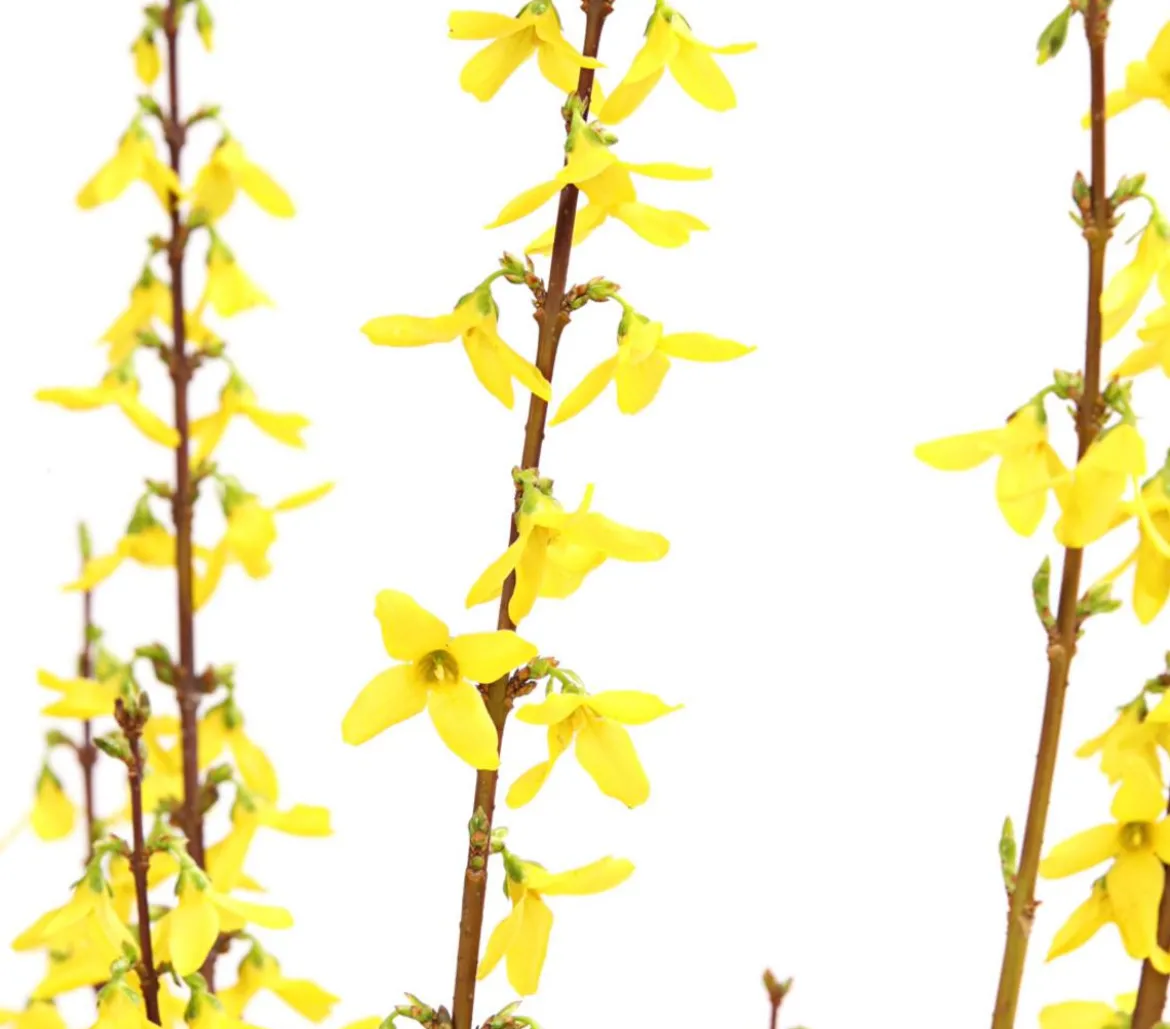 Forsythie 'Weekend'