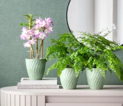 Frauenhaarfarn - Adiantum raddianum