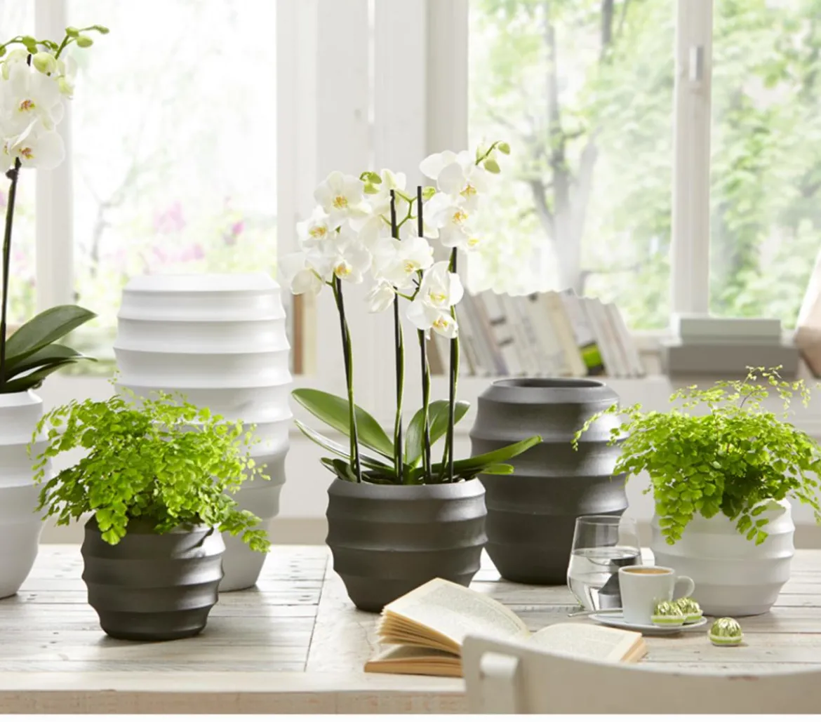 Frauenhaarfarn - Adiantum raddianum