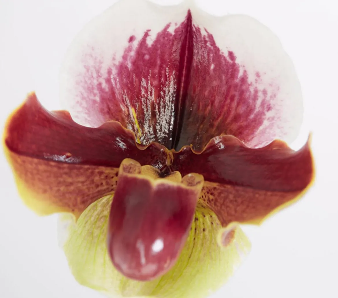 Frauenschuh - Paphiopedilum hybride, verschiedene Sorten