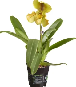 Frauenschuh - Paphiopedilum hybride, verschiedene Sorten