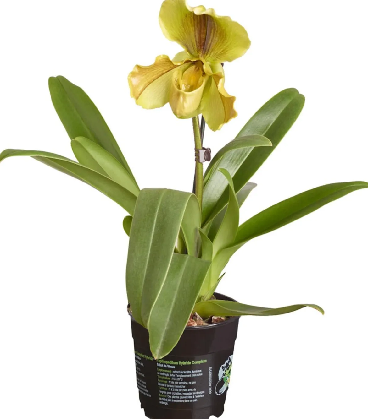 Frauenschuh - Paphiopedilum hybride, verschiedene Sorten