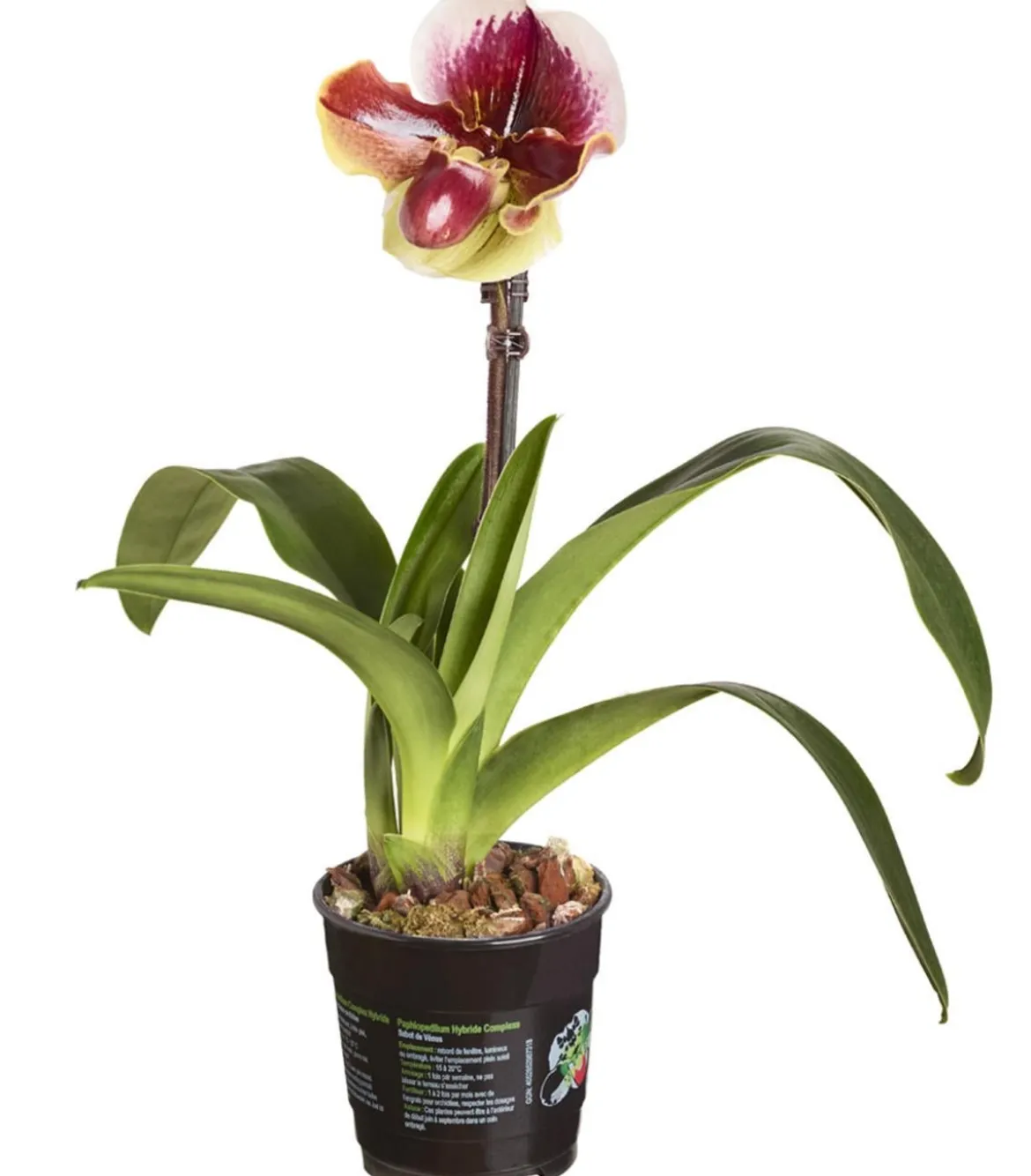Frauenschuh - Paphiopedilum hybride, verschiedene Sorten