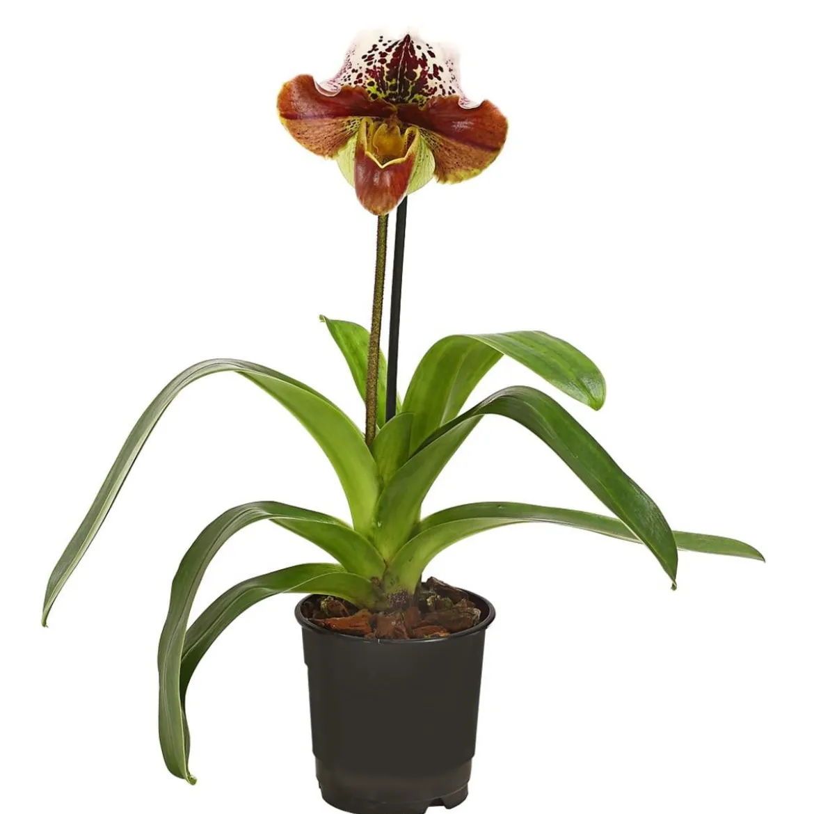 Frauenschuh - Paphiopedilum hybride, verschiedene Sorten
