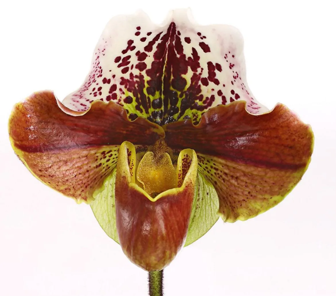 Frauenschuh - Paphiopedilum hybride, verschiedene Sorten