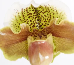 Frauenschuh - Paphiopedilum hybride, verschiedene Sorten
