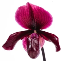 Frauenschuh - Paphiopedilum 'Vinicolor'