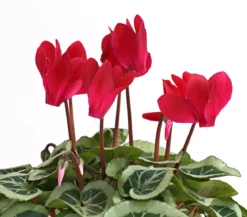 Freiland-Alpenveilchen 'Veranda', verschiedene Farben