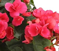 Freiland-Begonie 'Betulia', verschiedene Farben