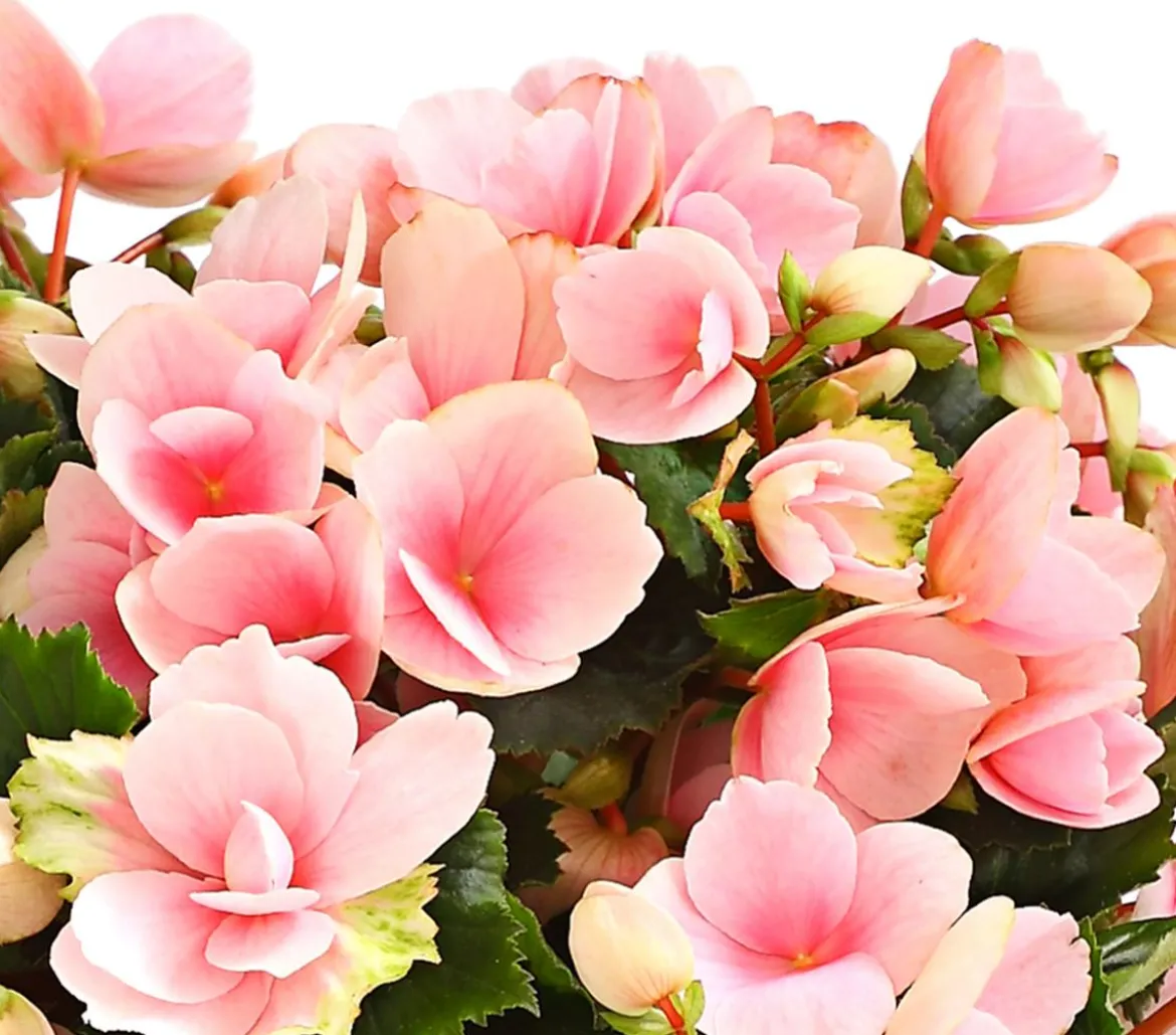 Freiland-Begonie 'Betulia', verschiedene Farben
