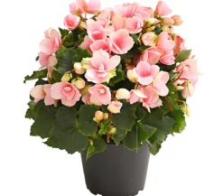 Freiland-Begonie 'Betulia', verschiedene Farben