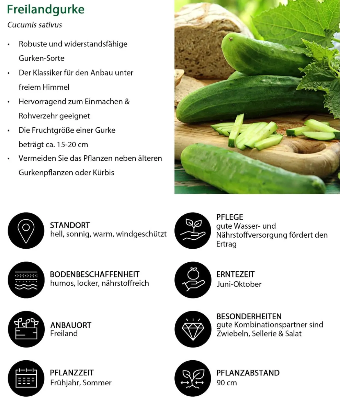Freilandgurke