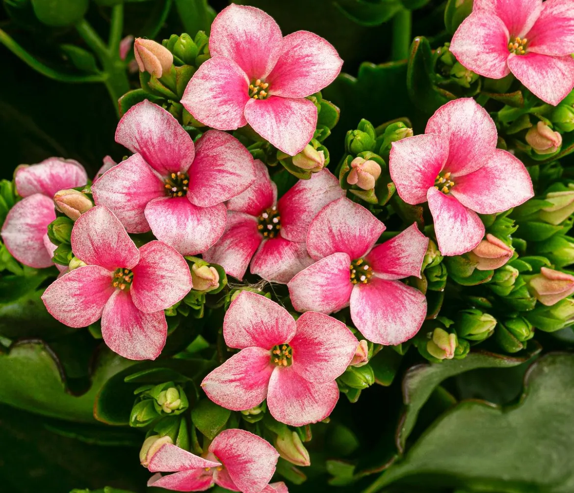 Freiland-Kalanchoe, verschiedene Farben