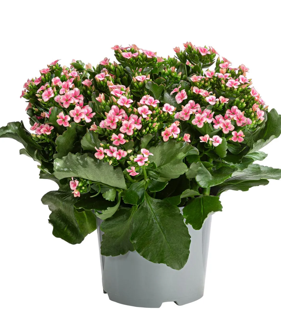 Freiland-Kalanchoe, verschiedene Farben