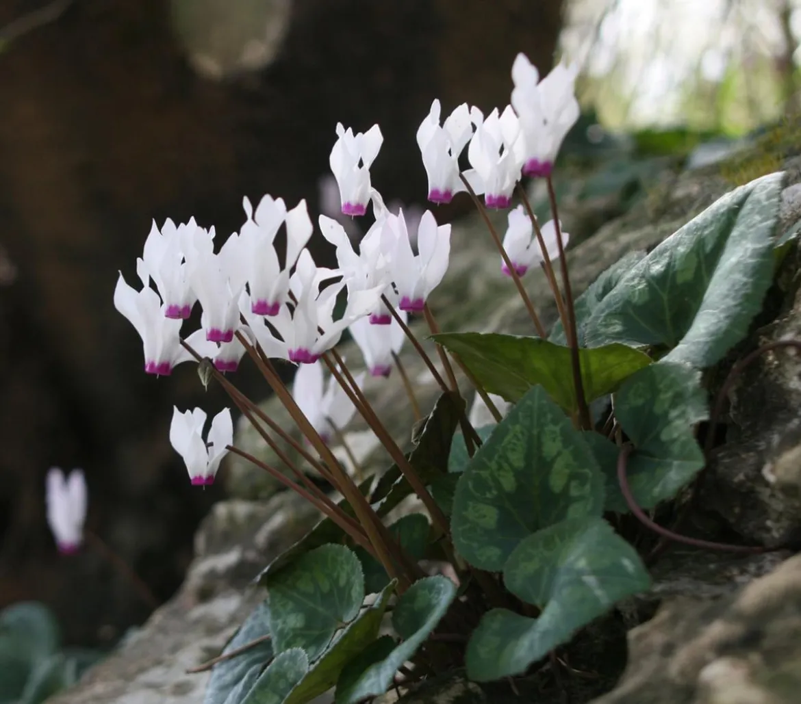 Frühlings-Alpenveilchen - Garten-Alpenveilchen