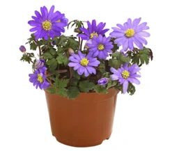 Frühlings-Anemone - Strahlen-Anemone, blau