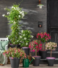 Fuchsie, Stämmchen, verschiedene Sorten